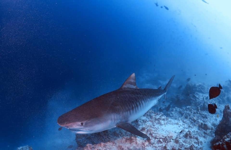 Endhaa, Divers Home Fuvahmulah Eksteriør bilde