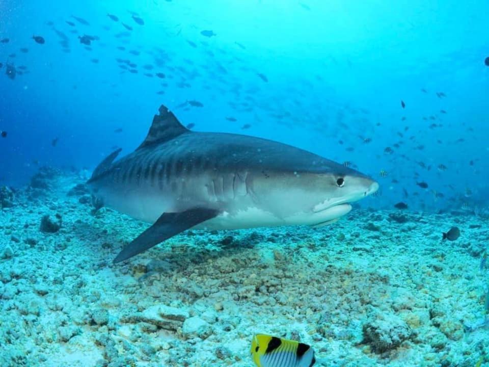 Endhaa, Divers Home Fuvahmulah Eksteriør bilde