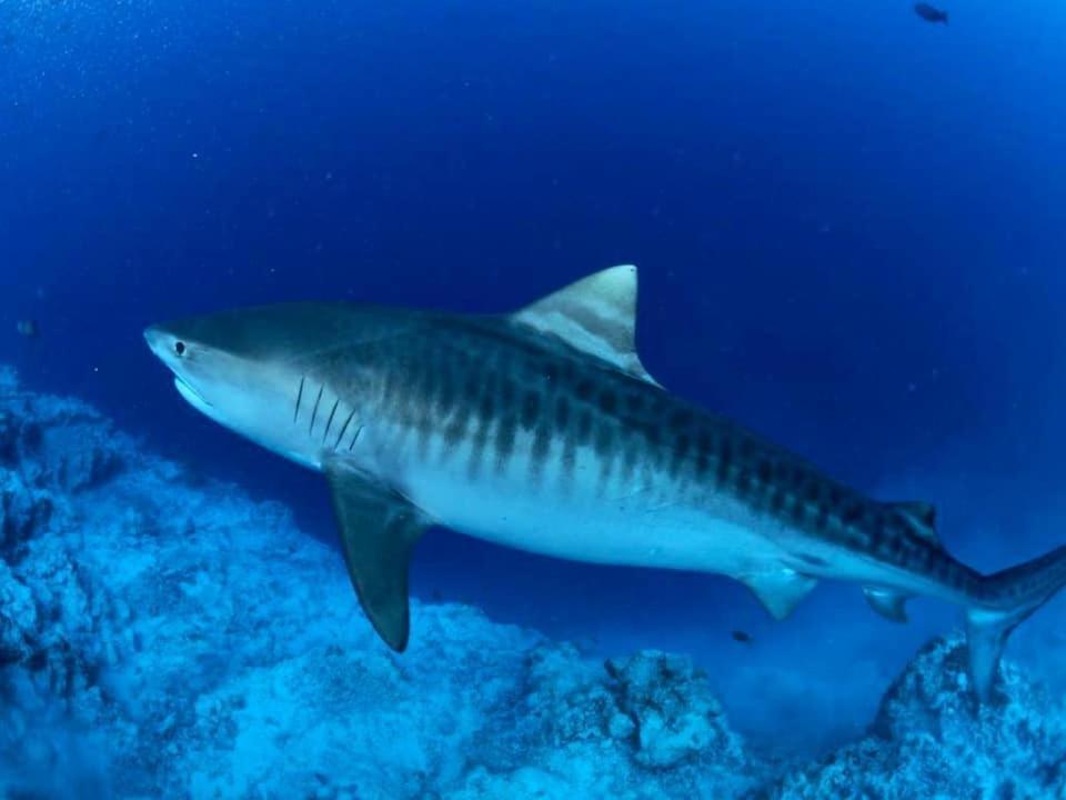 Endhaa, Divers Home Fuvahmulah Eksteriør bilde